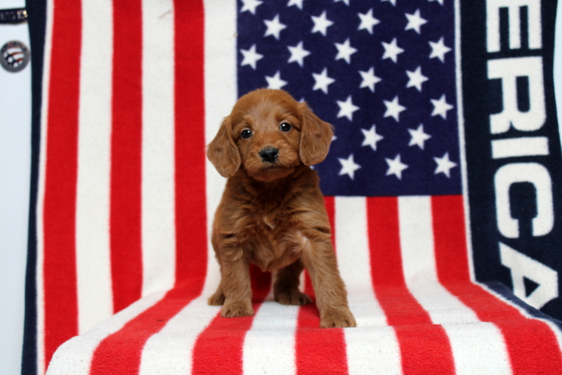 puppy, for, sale, Mini Goldendoodle F1, Matthew B. Stoltzfus, dog, breeder, Gap, PA, dog-breeder, puppy-for-sale, forsale, nearby, find, puppyfind, locator, puppylocator, aca
